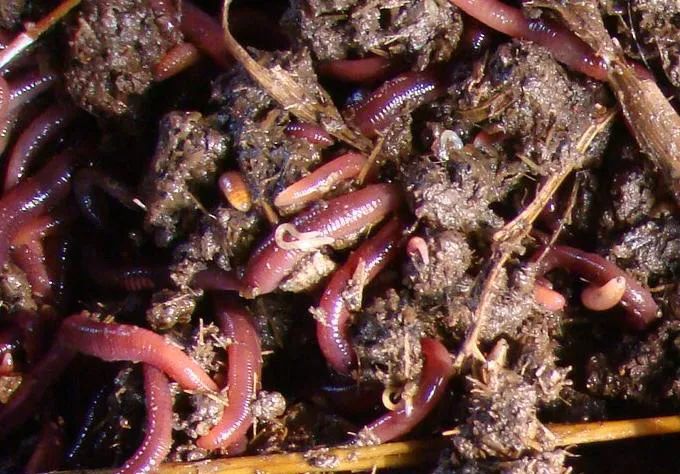 的凈工業除臭劑高效治理蚯蚓養殖惡臭異味大、牛糞味濃 .jpg