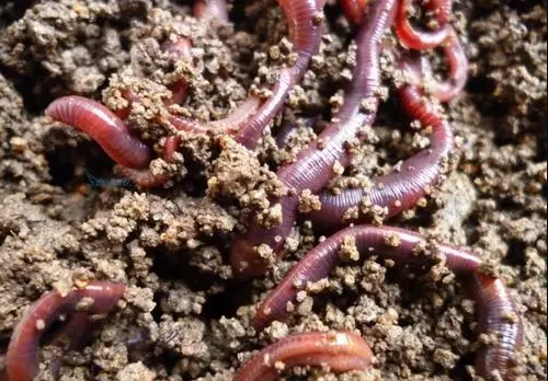 的凈工業除臭劑高效治理蚯蚓養殖惡臭異味大、牛糞味濃 .png