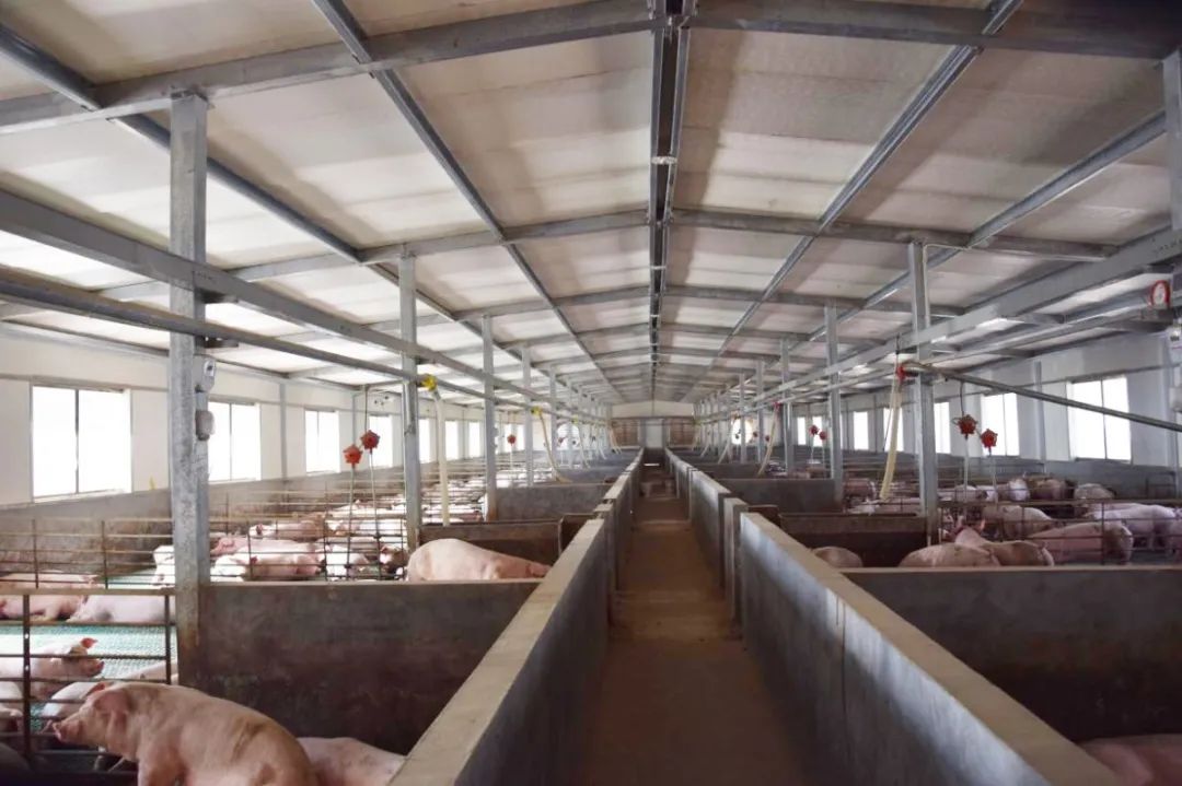 隨著氣溫逐漸升高，不少養(yǎng)豬戶反映，豬舍臭味越發(fā)濃烈。刺鼻的惡臭異味一方面會危害畜禽的健康，降低畜禽的抗病能力，容易導(dǎo)致呼吸道疾病；另外一方面還會影響飼養(yǎng)人員的身心健康，降低人體抵抗力。如何解決？小匠給大家分享6大方法。