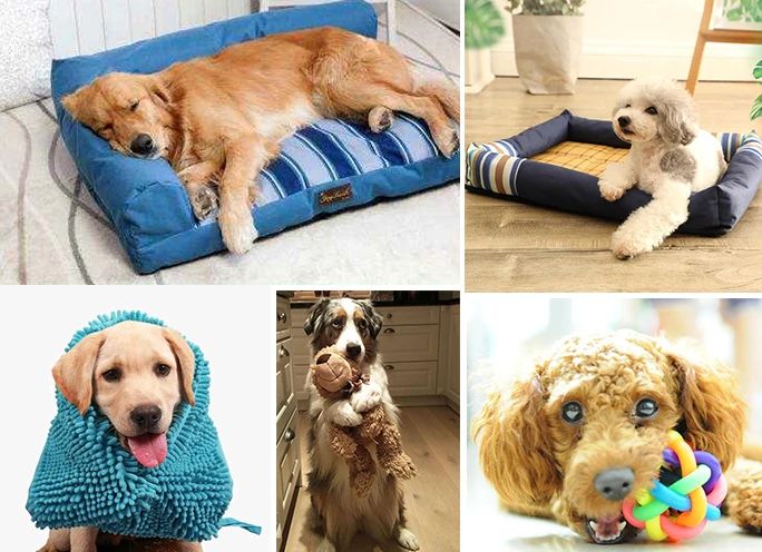 寵物氣味彌漫整個(gè)屋子，潔匠凈化教您如何除味